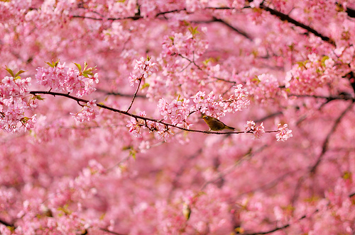 春の桜.jpg